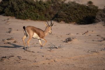 Arabian Sand Gazelles on Hawar Island, Bahrain