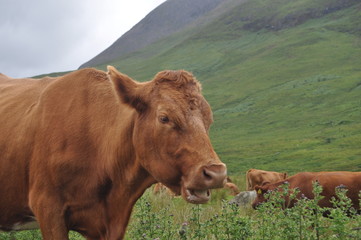 vache &eacute;cossaise 