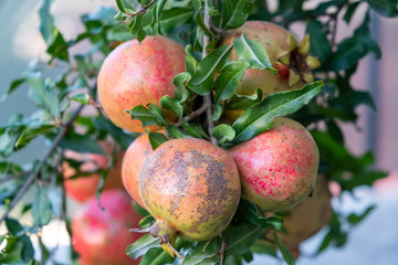Red ripe pomegranate fruit on tree branch in the garden. 