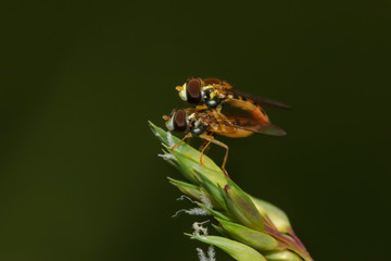 Close up shot of two flies mating on a leaf