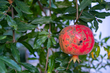 Red ripe pomegranate fruit on tree branch in the garden. 