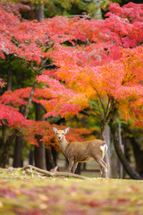 Autumn in Japan with deers (Nara park , Kansai Japan)