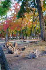 Autumn in Japan with deers (Nara park , Kansai Japan)