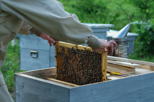 Frames of a bee hive. Beekeeper harvesting honey. The bee smoker is used to calm bees before frame removal. Beekeeper Inspecting Bee Hive.