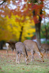 Obraz na płótnie Canvas Autumn in Japan with deers (Nara park , Kansai Japan)