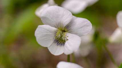 white wild flower