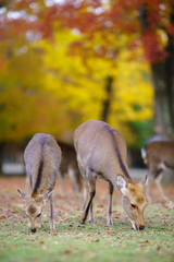 Autumn in Japan with deers (Nara park , Kansai Japan)
