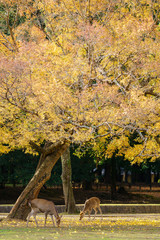 Autumn in Japan with deers (Nara park , Kansai Japan)
