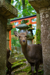 fallow deer