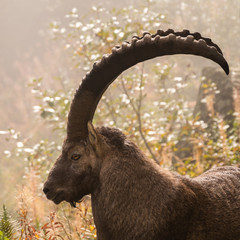Portrait of a wild impressive male Ibex (capra ibex)