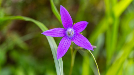 purple flower in the garden