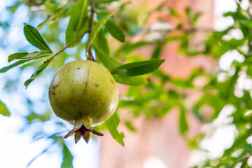 Growing pomegranate fruit on a tree, garden with fruit trees, Green pomegranate (Punica granatum), fruit