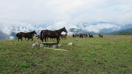herd of horses on top of the mountain