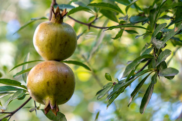 Growing pomegranate fruit on a tree, garden with fruit trees, Green pomegranate (Punica granatum), fruit