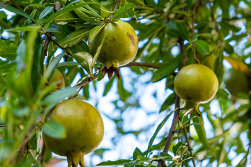 Growing pomegranate fruit on a tree, garden with fruit trees, Green pomegranate (Punica granatum), fruit