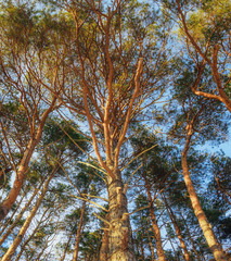 Obraz premium Trees Looking Up Sun Summer