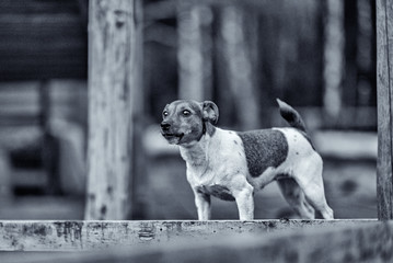 Portrait of Jack Russell Terrier in nature. Photographed in black and white style.