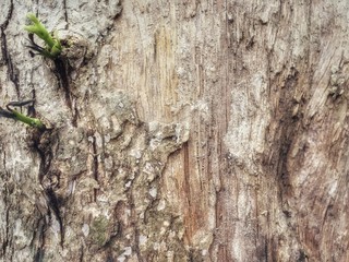 texture of wood 