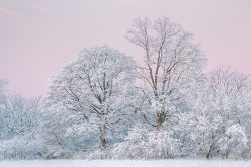 Winter landscape at dawn of a snow flocked forest, Fort Custer State Park, Michigan, USA