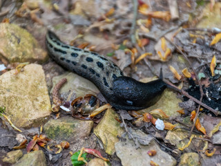 picture with gray snail on blurred autumn leaves background