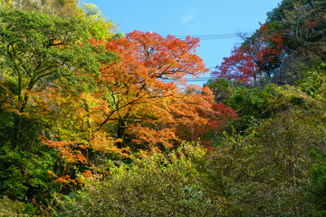 Autumn leaves in Japan