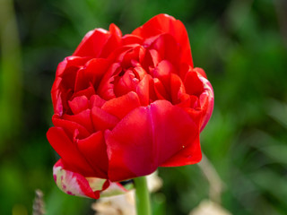 beautiful tulip petal fragments on a blurred background