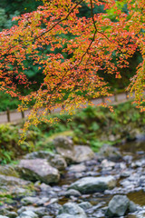 Autumn leaves in Japan