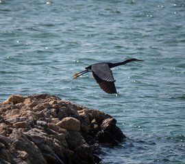 Socotra Cormorant in flight on Hawar Island, Bahrain