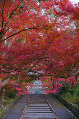 Autumn leaves in Japan