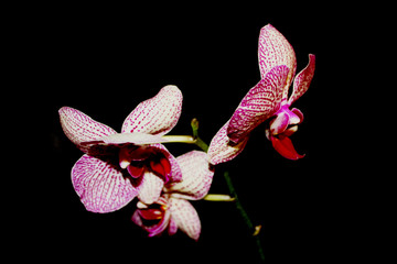 Blooming Orchid on black background. White with purple veins flower of Phalaenopsis, selective focus. Isolated on dark backdrop.