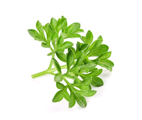 small sprigs of fresh parsley. (macro focus stacking)