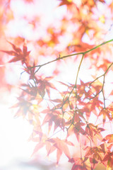 Obraz na płótnie Canvas Autumn leaves in Japan
