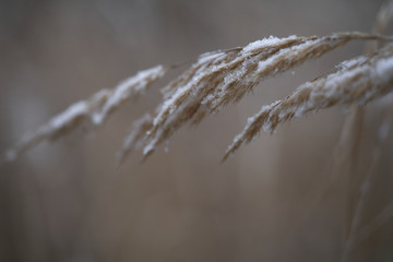 Fototapeta premium Detail of spikelets of Calamagrostis epigejos in the winter. Known as wood small-reed or bushgrass. Dried and snowed grass when winter is started.