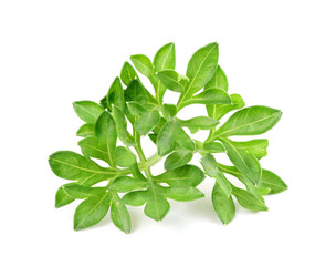 small sprigs of fresh parsley. (macro focus stacking)