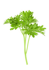 small sprigs of fresh parsley. (macro focus stacking)