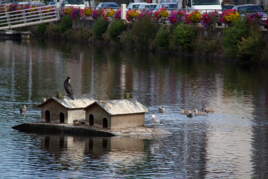 Cormorani