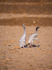 Stranded Socotra Cormorant chicks on Hawar Islands, Bahrain