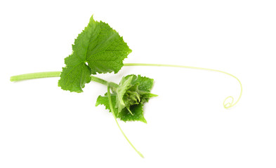 Cucumber isolated on white background