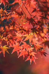 Autumn leaves in Japan