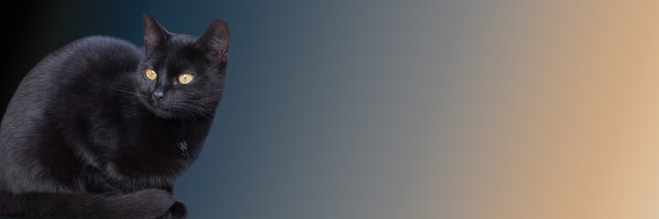 black cat sitting on blue background