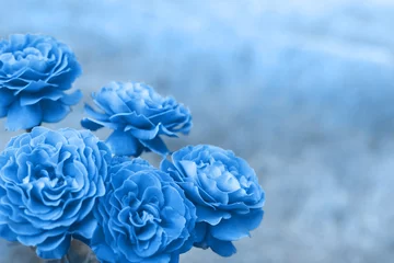 Klassische blaue 2020 Pantone-Rosenblume auf Naturhintergrund. Klassische blaue Farbe des Jahres 2020. © Anna Ria