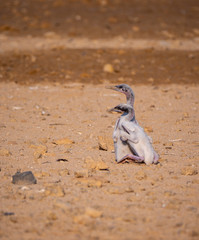 Stranded Socotra Cormorant chicks on Hawar Islands, Bahrain
