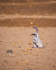 Stranded Socotra Cormorant chicks on Hawar Islands, Bahrain