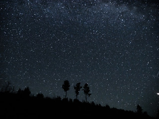 Naklejka premium Stars Three Trees at Night