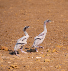 Stranded Socotra Cormorant chicks on Hawar Islands, Bahrain