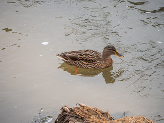 Duck