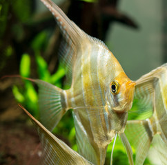Altum angel fish inside aquarium