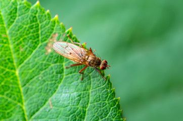 Exotic Drosophila Fruit Fly Diptera Parasite Insect on Plant Leaf Macro