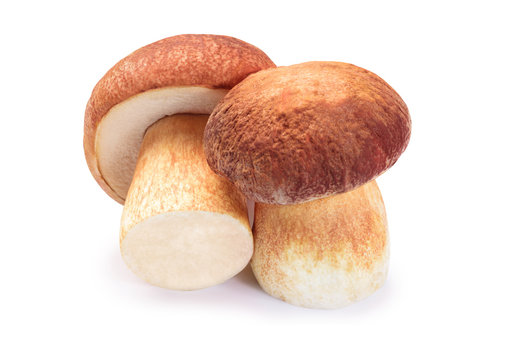 two ceps isolate on white