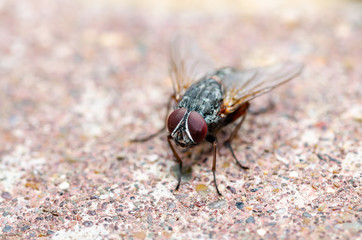 Diptera Meat Fly Insect On Stone Wall
